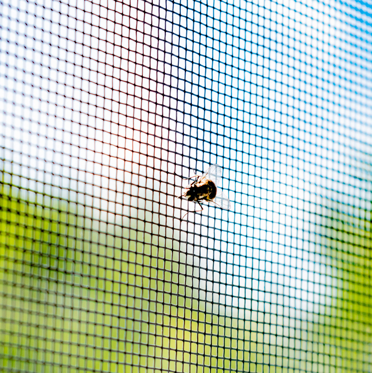 Tiny Insect Fiberglass